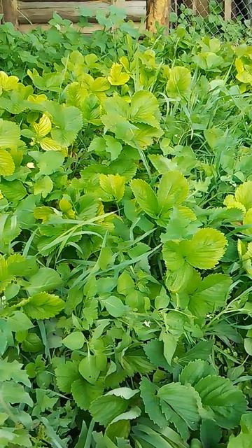 VID_20250619_113731~2.mp4 клубника