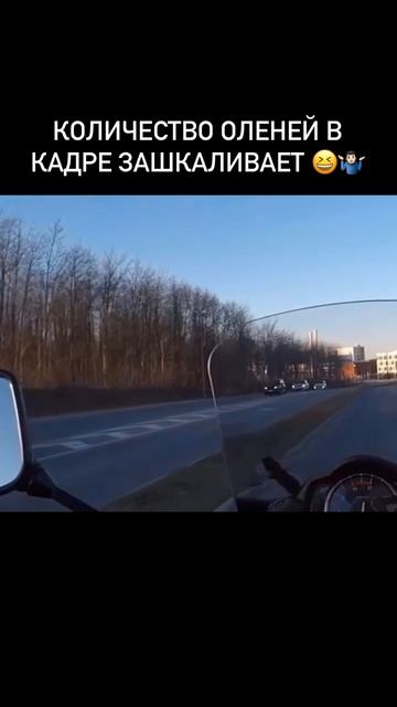 Олени на дороге.