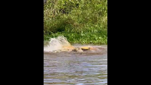 В сети распространяется видео схватки ягуара и аллигатора