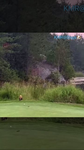 Шар для гольфа покинул игру🏌️♀️🤣