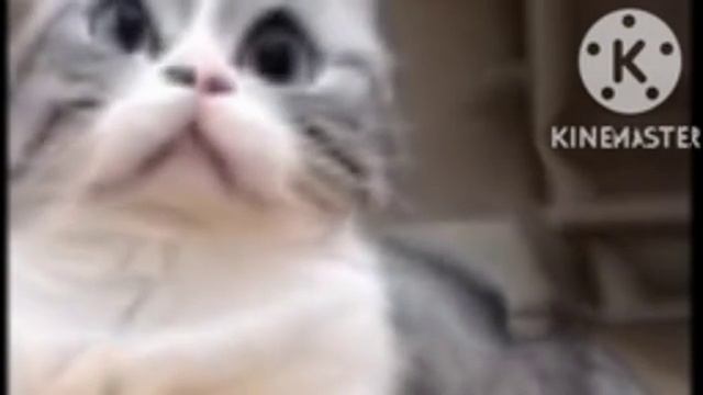 Бананчики жмых