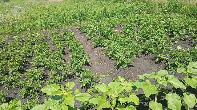 готовлюсь к поезде в город, набрала гостинцев два пакета