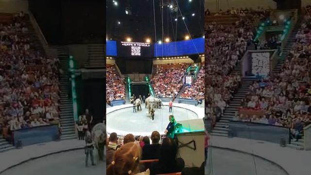 Открытая репетиция в Большом Московском Цирке 19.06.2025