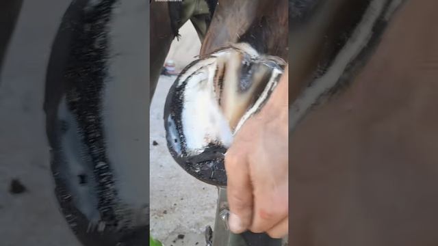 Подковал на совесть