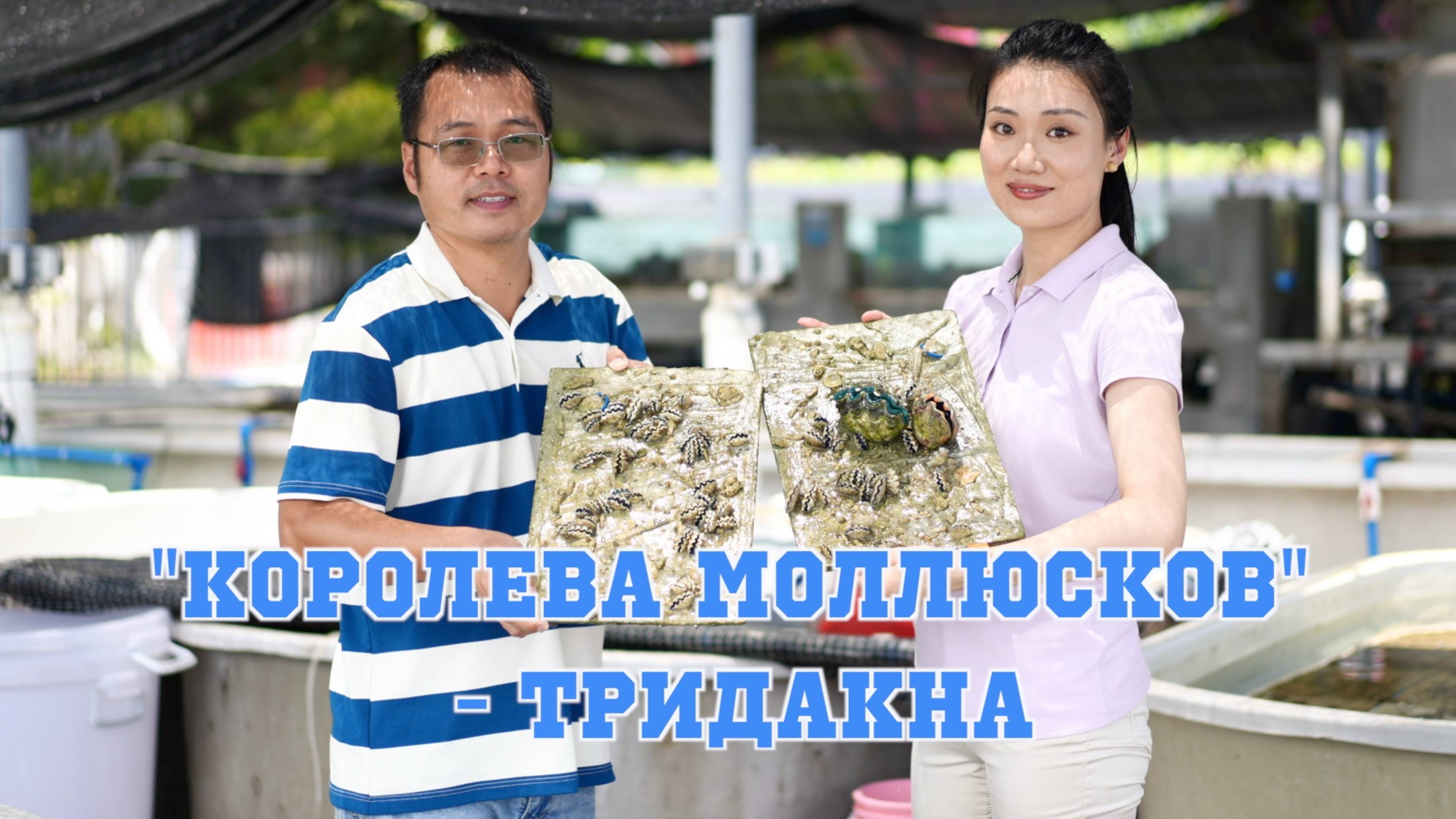 Спасение тридакны: Ученые Китая освоили искусственное разведение