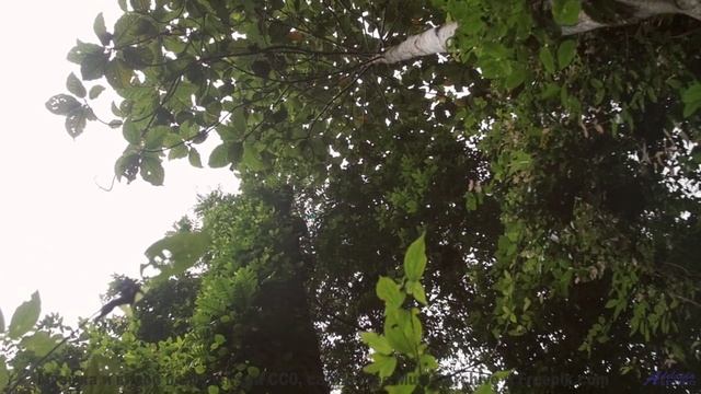 Это видео - как объятие древнего дерева! - Before Too Long -- Ketsa -- Bedding