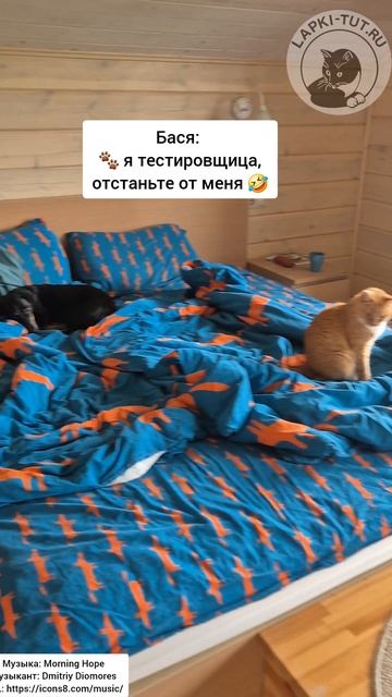 совещание кота-босса