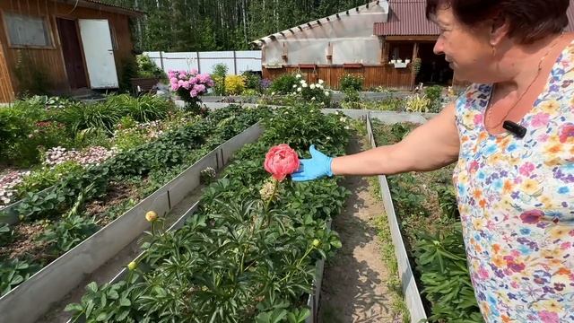 ПАСЫНКОВАНИЕ ОВОЩЕЙ.ЦВЕТЕНИЕ МНОГОЛЕТНИХ. УБИРАЮ УСЫ У ЗЕМЛЯНИКИ