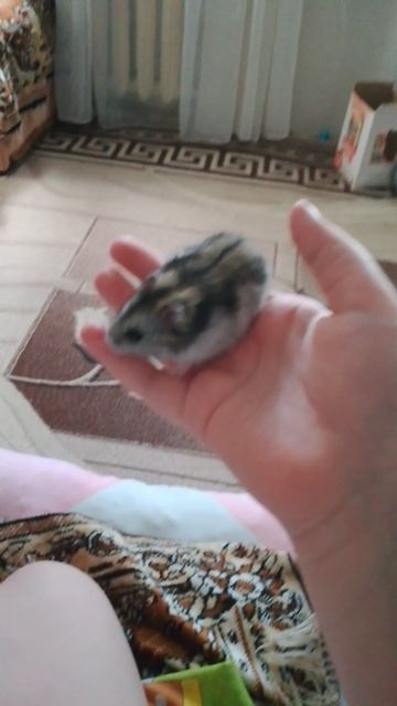 Хома🐹🫣🫣🥰🥰🥰🥰💖
