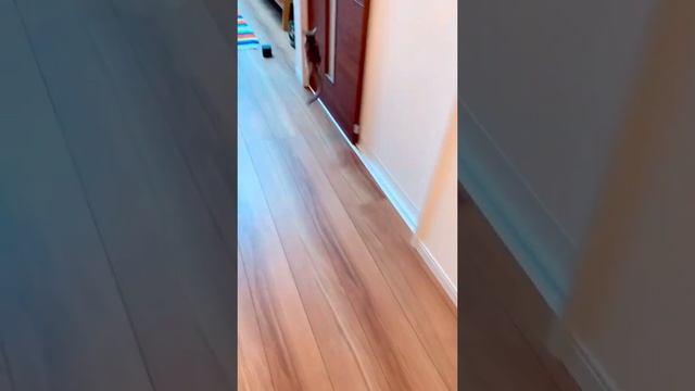 video_2025-02-18_14-18-44