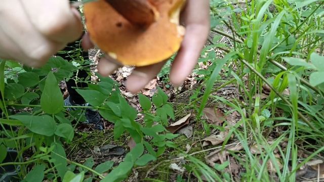 Грибы пошли