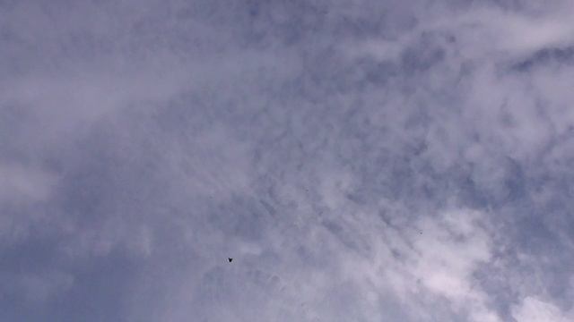 Курские голуби 19 июня 2025 г.
