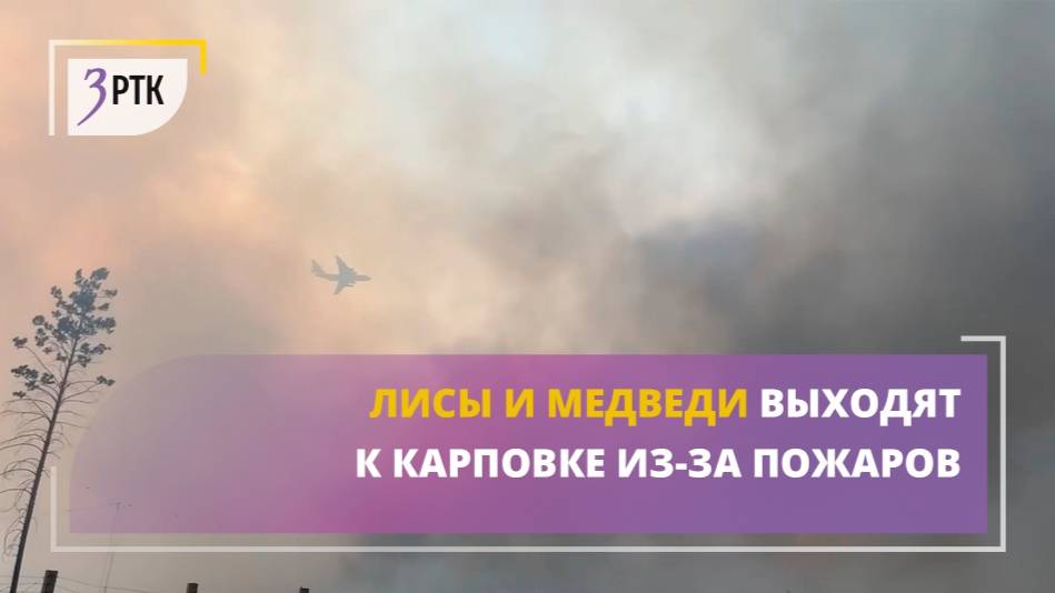 Лисы и медведи выходят к Карповке из-за пожаров