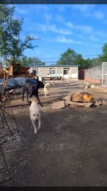 Теперь вы знаете, как выглядит настоящий альфа самец