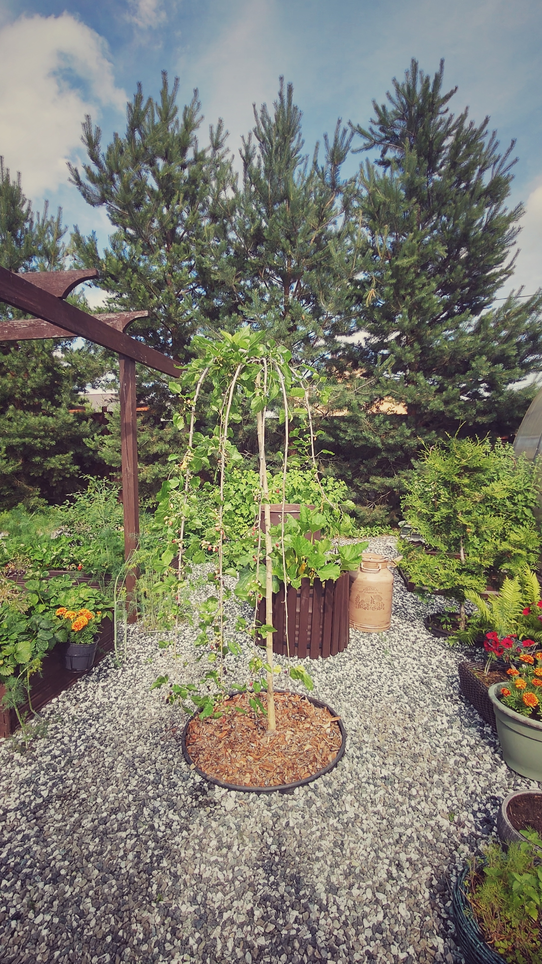 Щебень в огороде и посадка растений 🌿