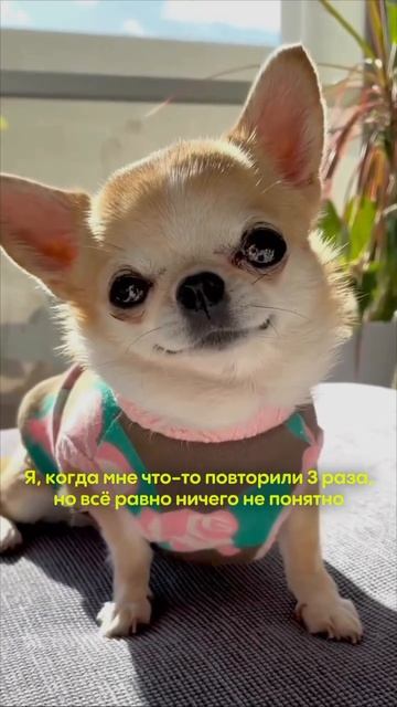 Я, когда мне повторили три раза, но все равно ничего не понятно)