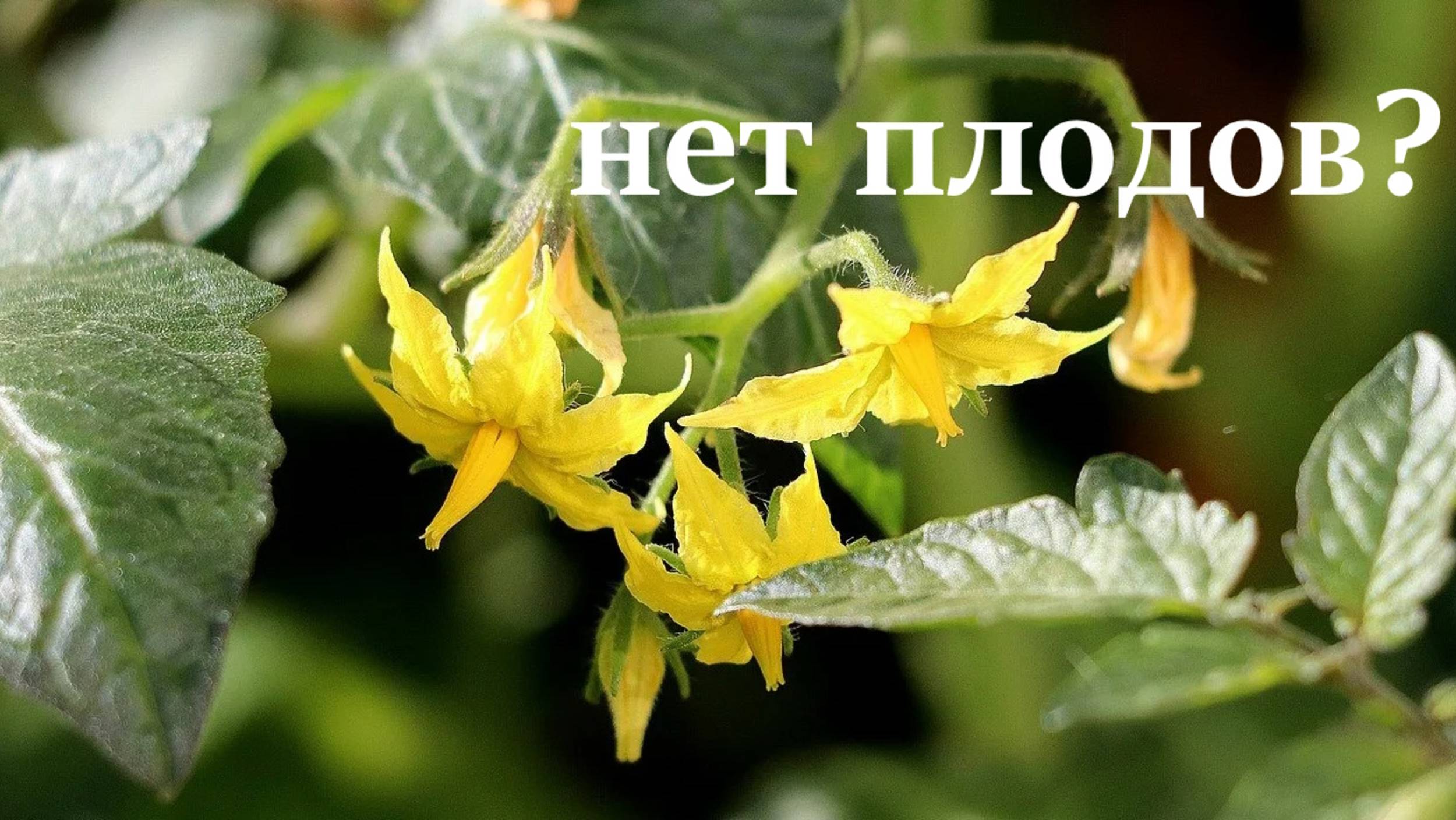 Цветут, но не завязываются! Срочно делаем это с томатами (работает через 3 дня)