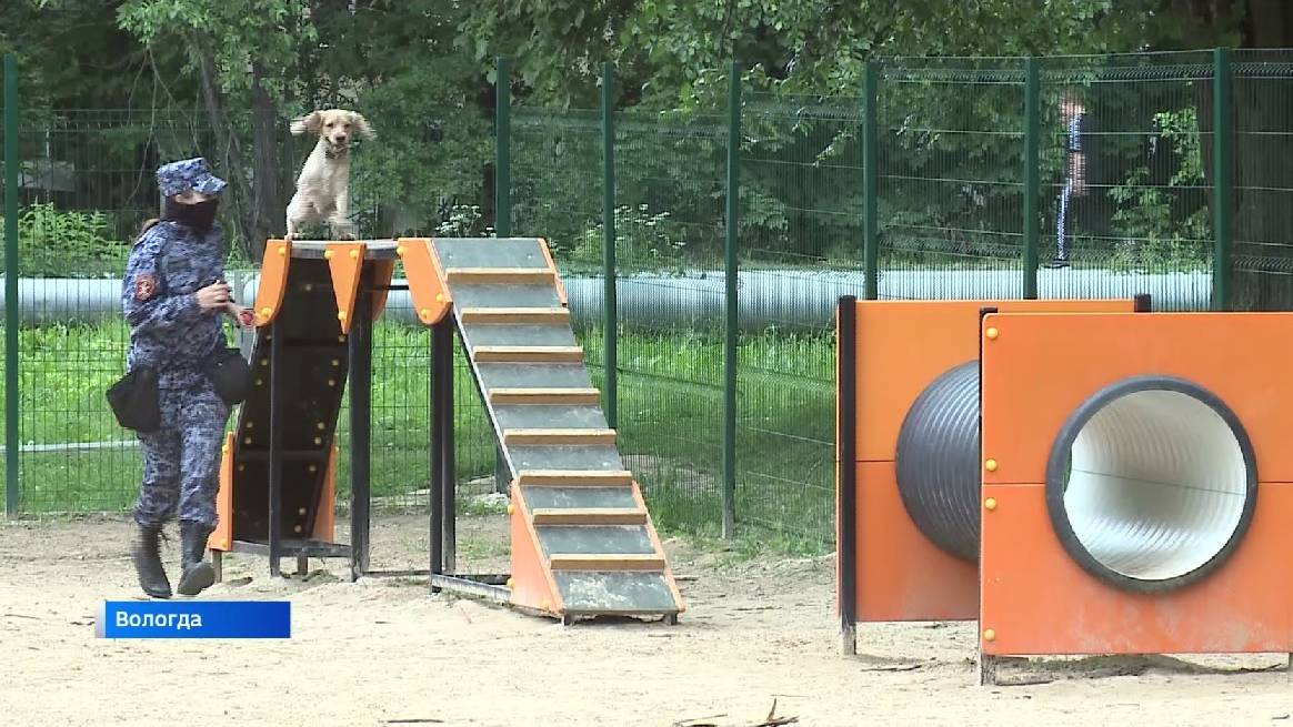 Открытую тренировку провели сотрудники кинологической группы Росгвардии в Вологде