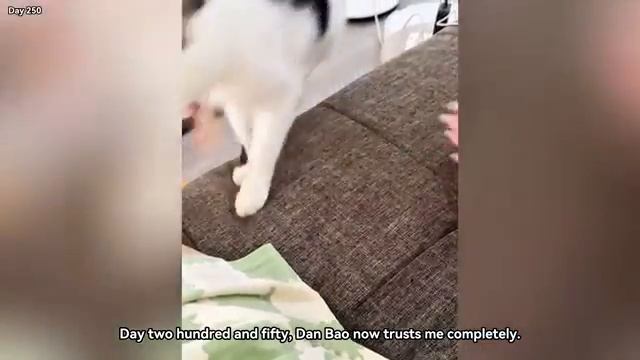 Больного кота забрали с улицы