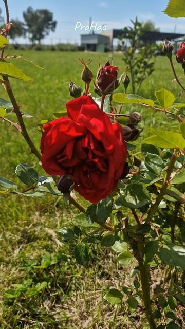 #цветы#розы#отдых#лето#красиво#flowers#roses#vacation#summer#beautiful