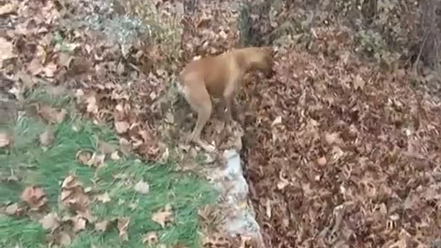 Исчезновение в листве