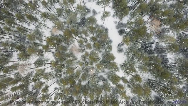 Деревья, которые ШЕПЧУТ твоё имя. - Floating Up From The Cubicle -- Podington Bear -- The Hump (Box