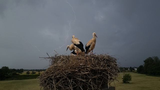 невозмутимость