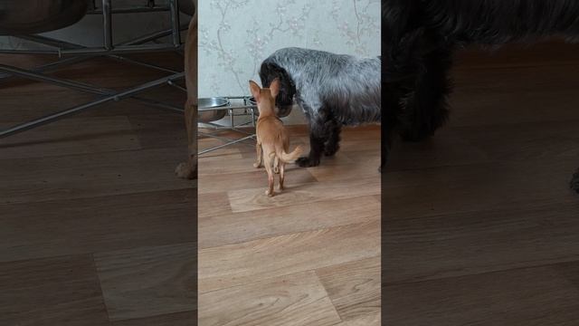 Вечно голодный ребенок.mp4