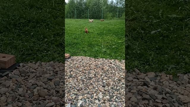 ⚾ Г У Л Я Е М ⚾