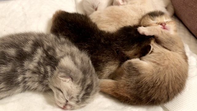 Котята кошки Кайли спят.