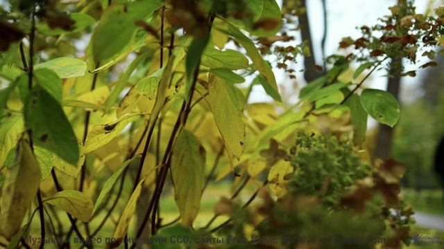 Мелодия заставляет смотреть на природу заново - Parallel Worlds -- Ketsa -- Abundance