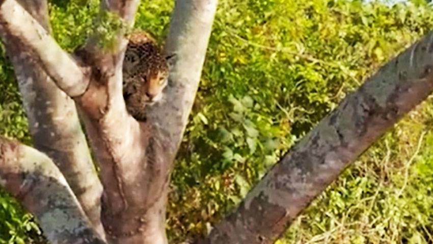 Схватку ягуара и аллигатора в джунглях Бразилии сняли на видео