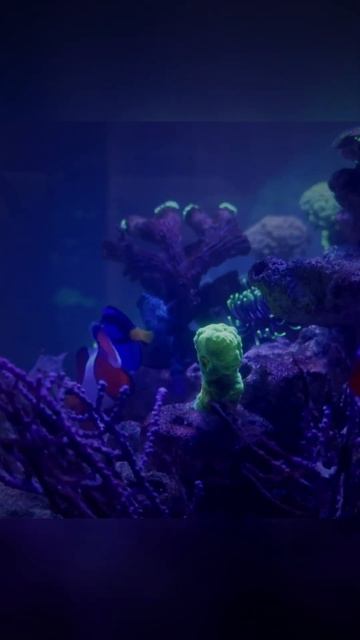 Полное видео уже на канале #морскойаквариум #reeftank