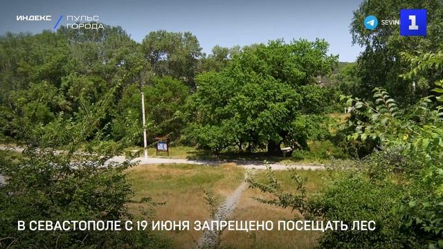 В Севастополе с 19 июня запрещено посещать лес