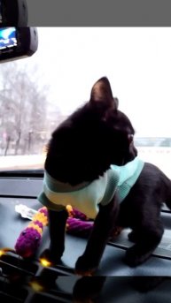 Сыктывкар Добродел