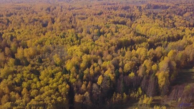 Ушам сложно поверить, что музыка бывает такой чистой - Curious Jungle -- Podington Bear -- Haplessly