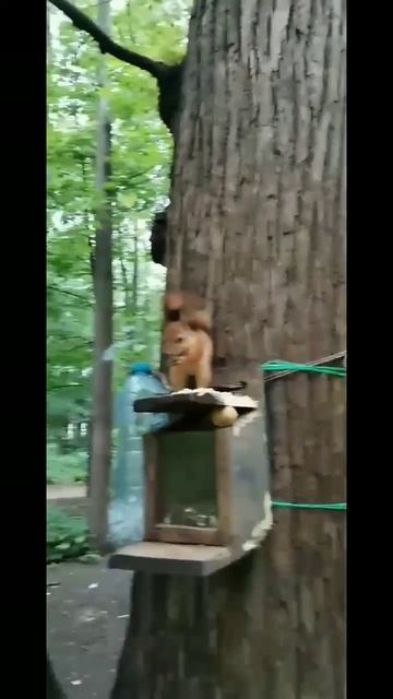 Голодный Бельчонок