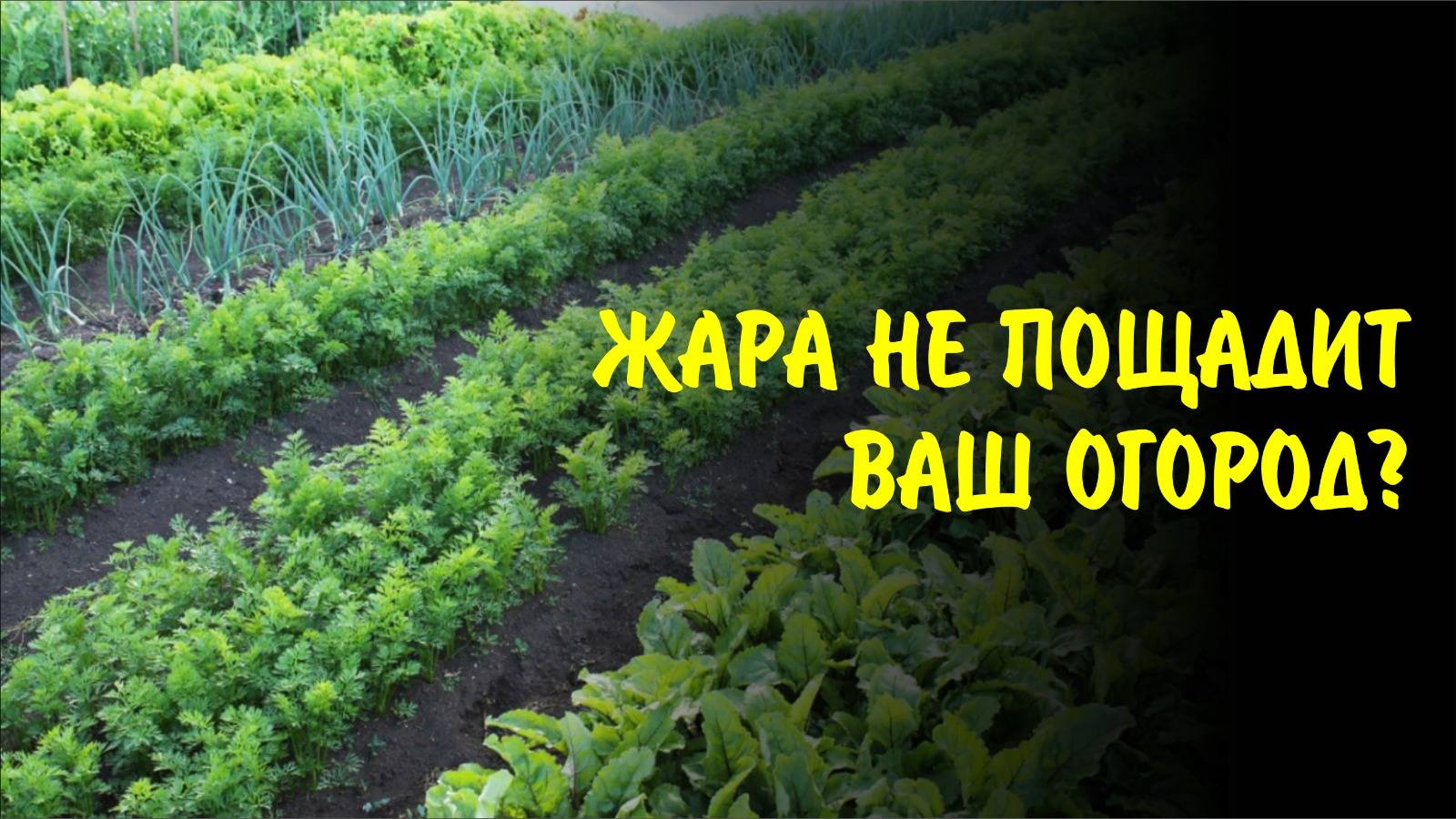 Спасаем растения от палящей жары за 5 минут!