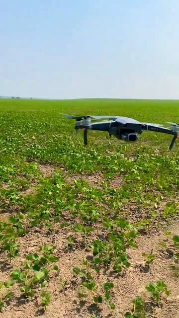 Как дрон проверяет густоту сои #дрон #агродрон #соя #поисксорняков #agtech #dji #djimavic2pro