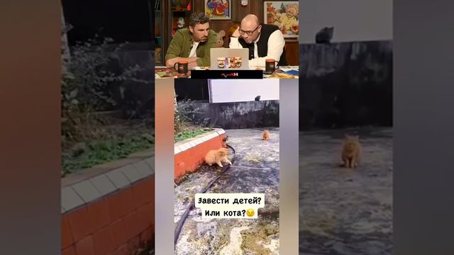 Смешные коты #смех #юмор #прикол