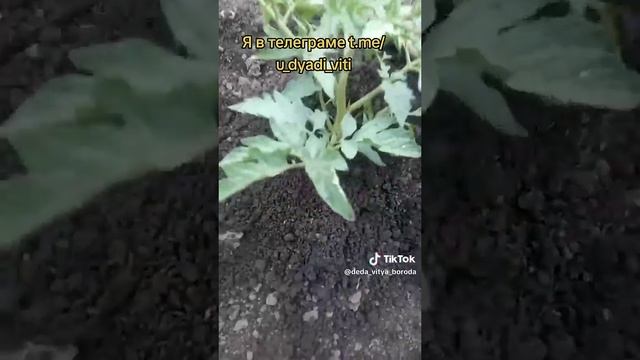 Сажаю и сразу окучиваю дикий помидор, который сам взошел. #томаты #помидоры #огород #дача #дядявитя