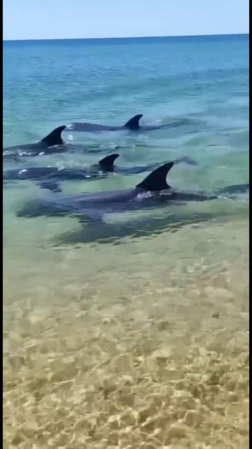 4 дельфина приплыли к берегу моря...