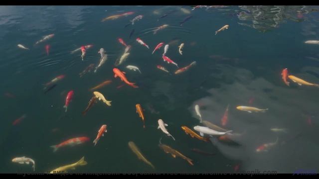 Почему эту песню называют 'проклятой' - Amber Glow -- Scott Holmes Music -- Inspiring Background Mus