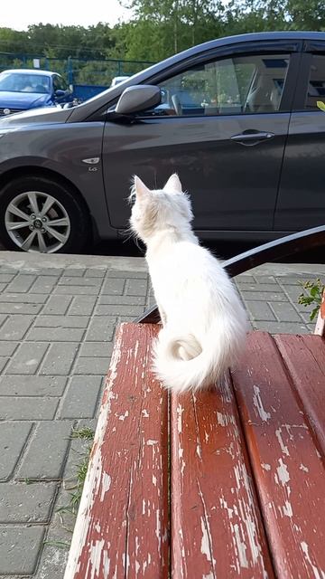 20250611_малыш котенок белый[1]