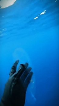 Пожалуй больше в океане не купаемся #океан #жутьвокеане #zloered