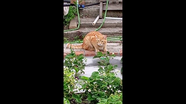 #Кот. Фокс