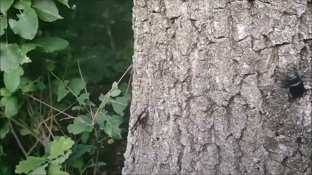 Фильм. Тайная жизнь жуков. 10.06.2025 года
