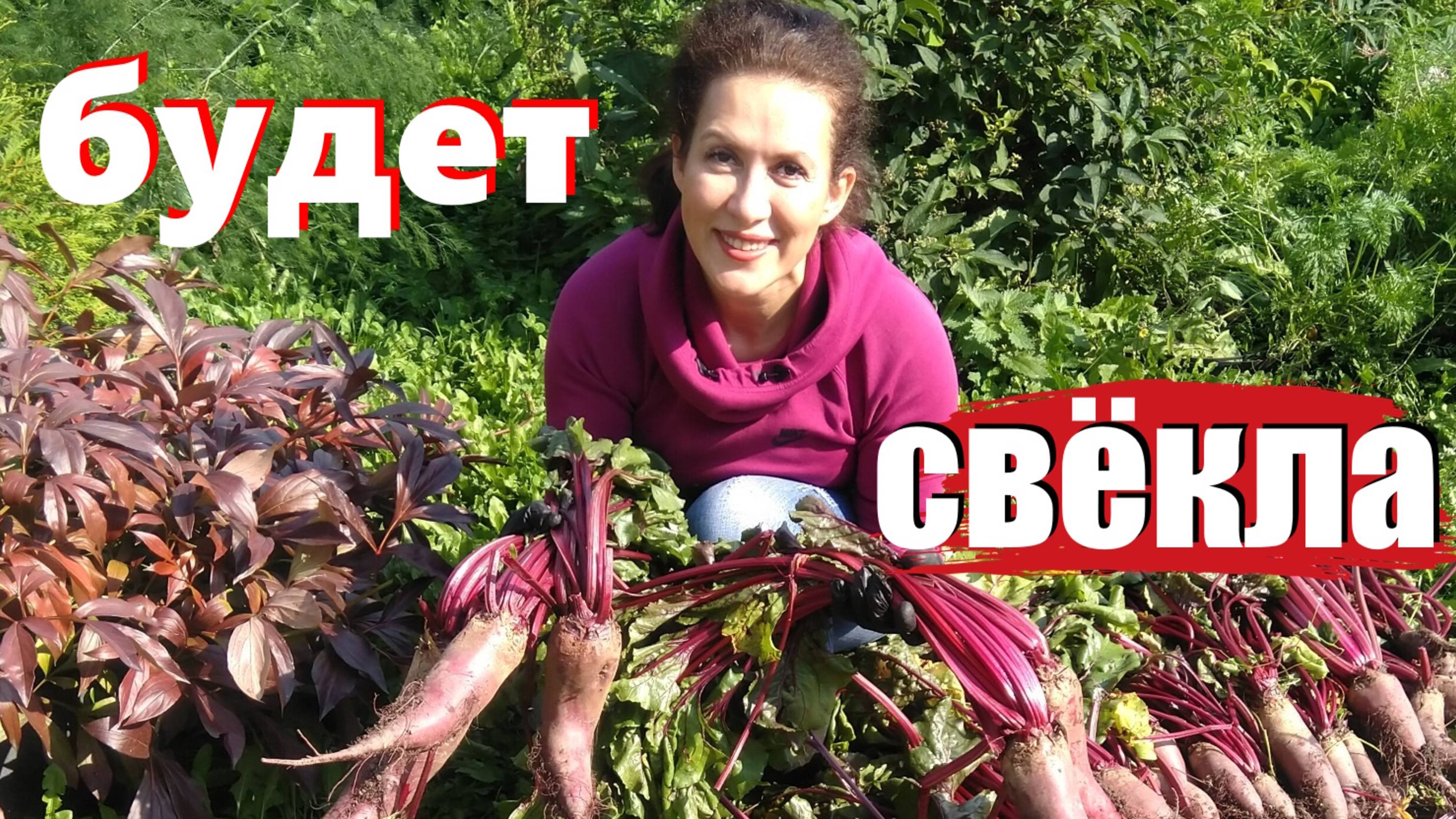 Свёкла растёт как на дрожжах! Вот что я перестал делать (и урожай удивил)