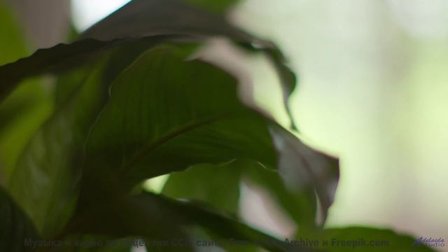 Музыка качает тело, как ветер качает кроны - How about Morse Code -- A Tape Full of Mistakes -- Dust