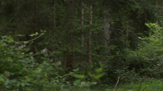 Что поёт этот водопад - Dreamers -- HoliznaCC0 -- Forager